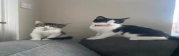 Domestic Shorthair cats for sale: 2 beautiful cats - Advert 5