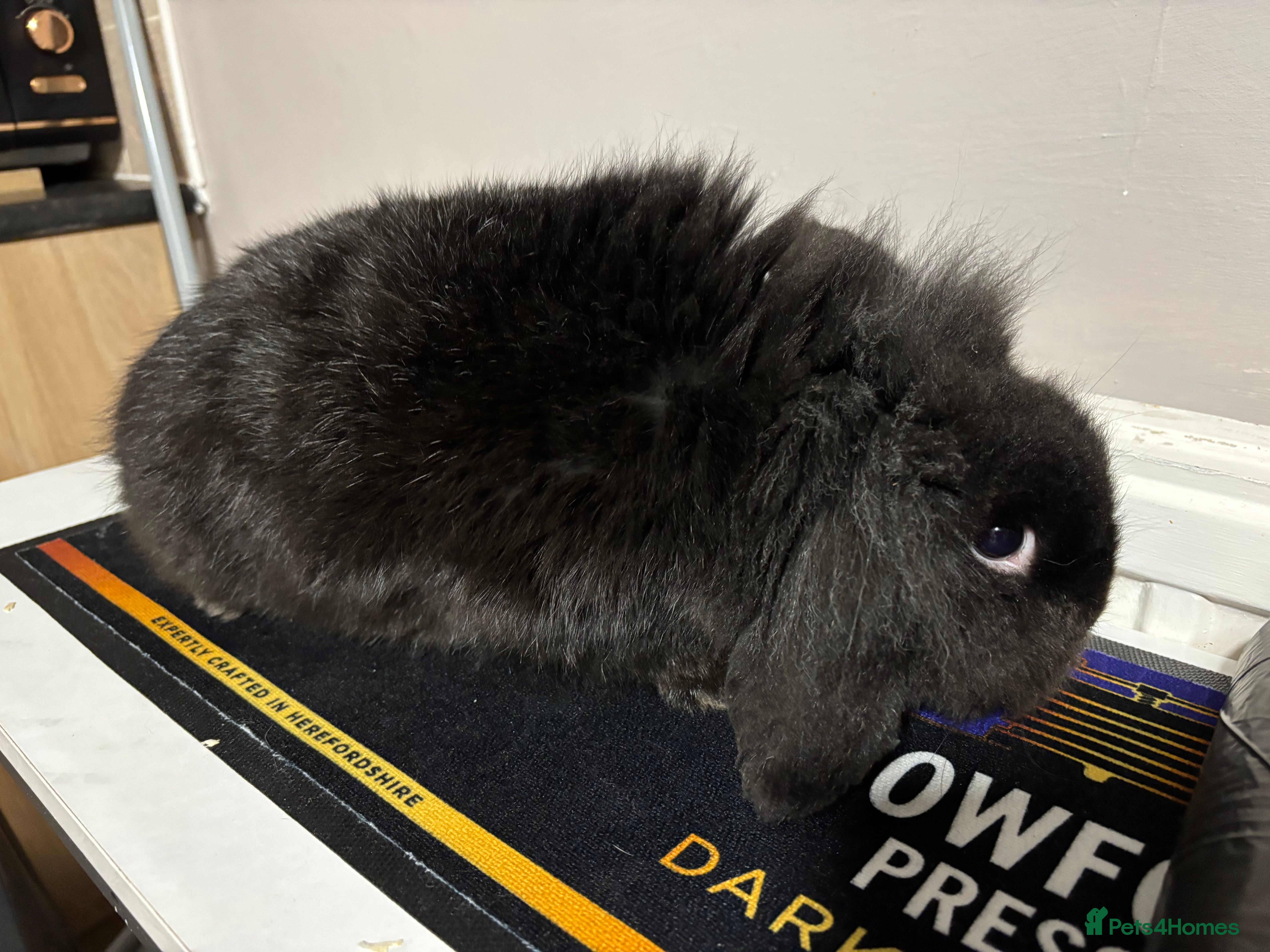 Mini Lion Lop rabbits 1 year old rabbits  - Advert 18