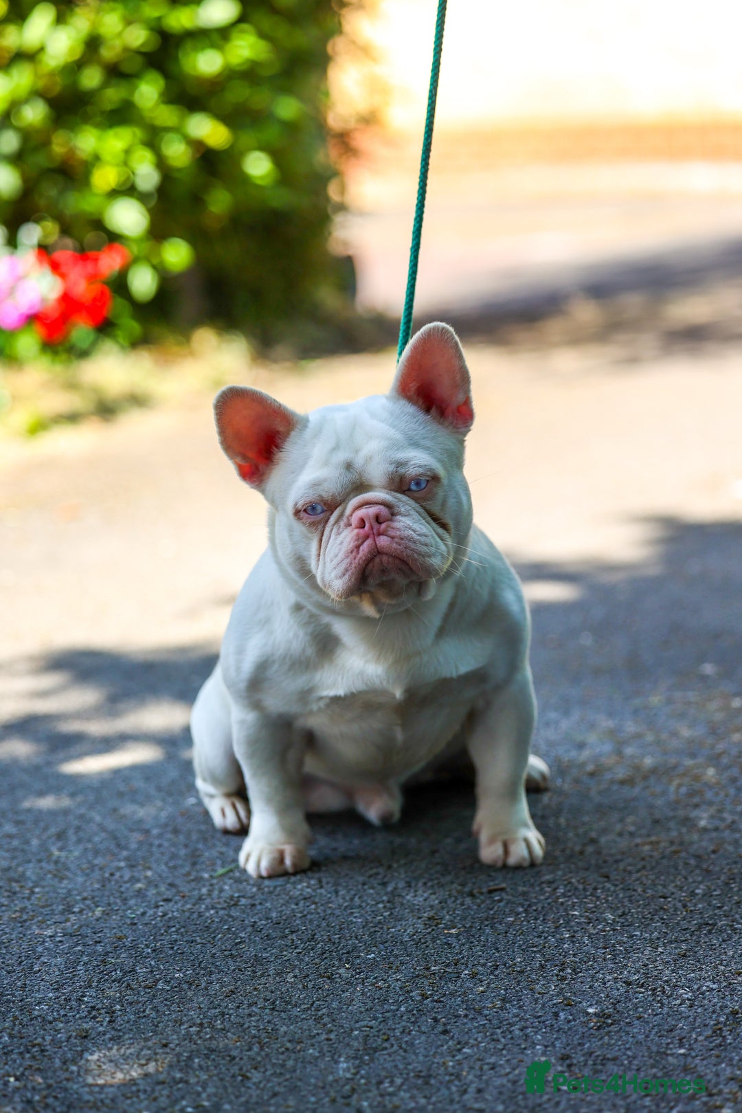 French Bulldog dogs for stud: Pink Hefner eA husky  - Image 1