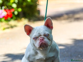 French Bulldog dogs - Advert 2