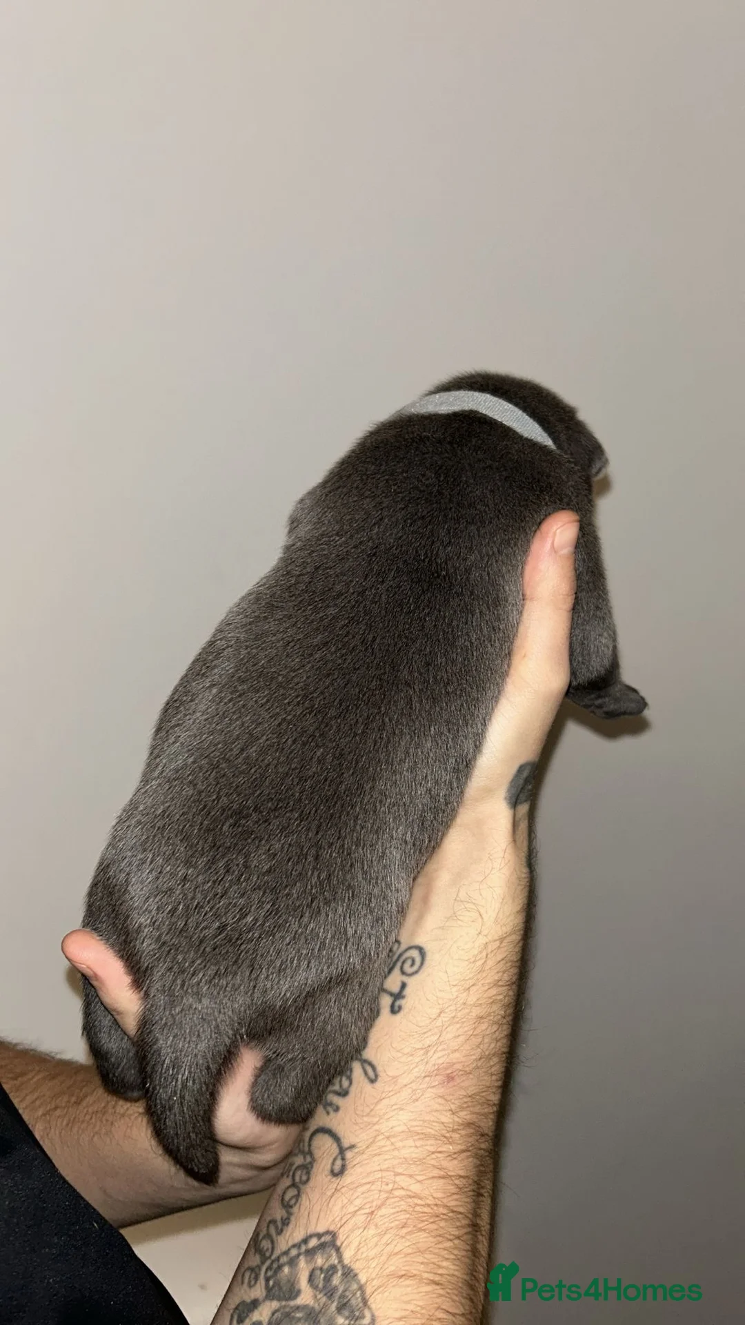 Staffordshire Bull Terrier dogs for sale: Blue staffie puppies   - Advert 14