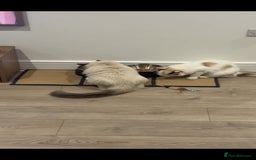 Ragdoll cats for sale: Ragdoll kittens  - Image 20