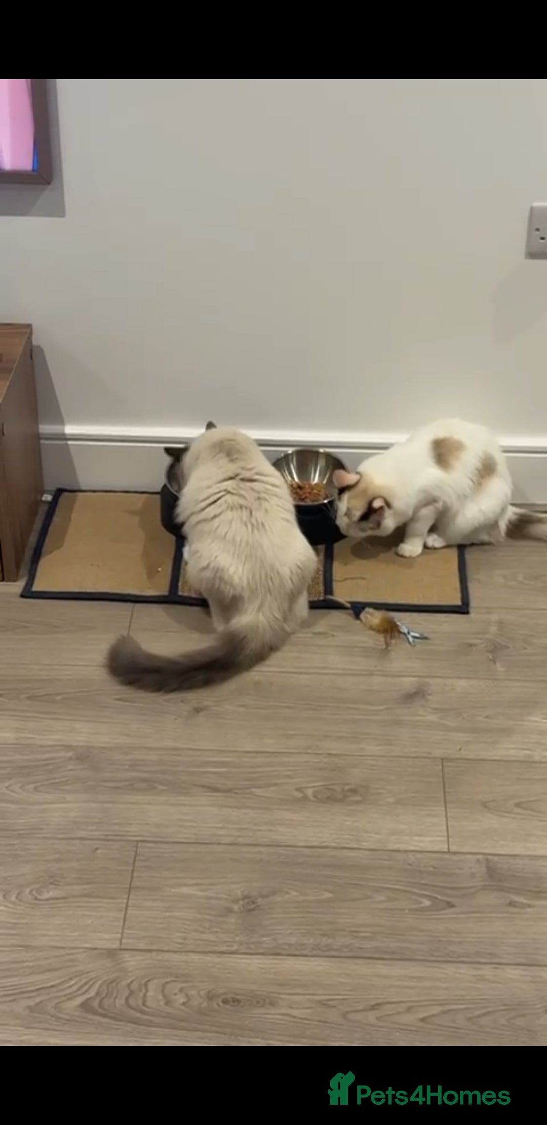 Ragdoll cats for sale: Ragdoll kittens  - Image 20