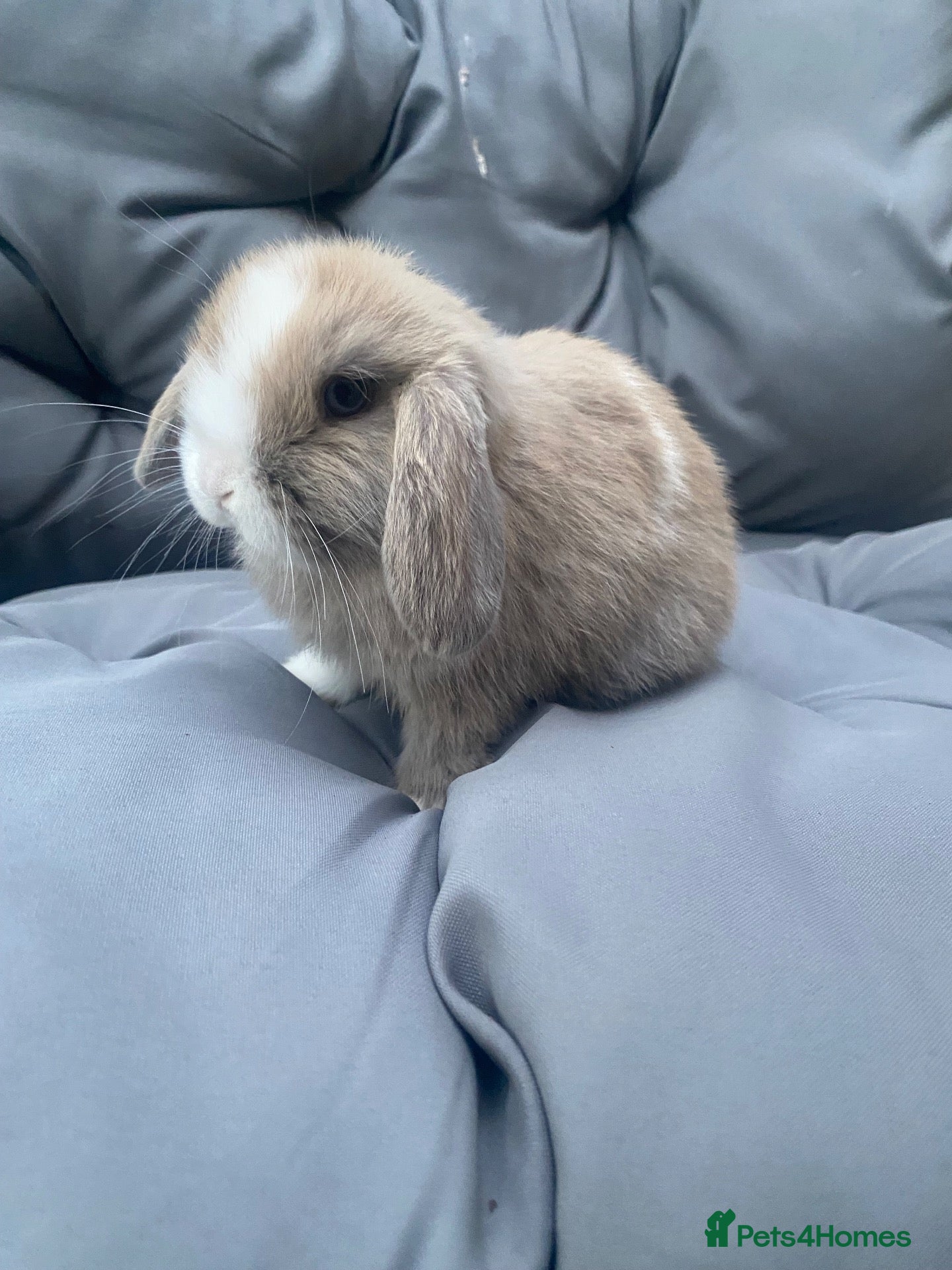 Mini Lop rabbits Mini lop bunnies - Advert 1