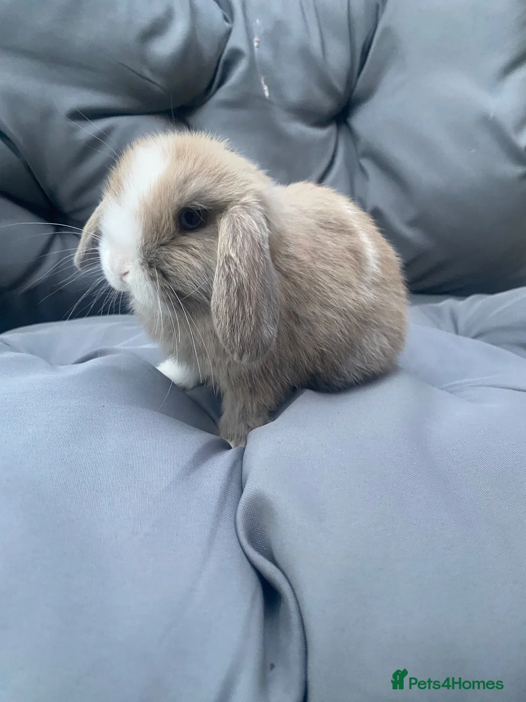 Mini Lop rabbits for sale: Mini lop bunnies - Advert 1