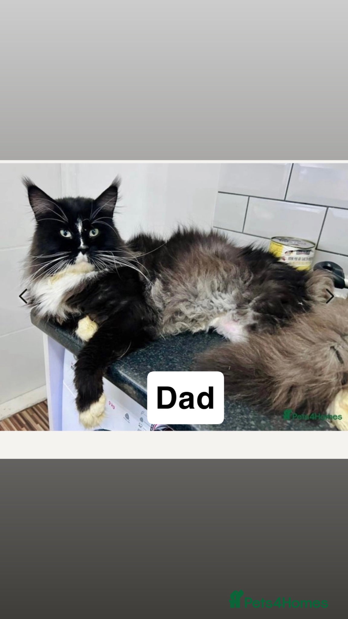 Maine Coon cats for sale: Maine coon x Burmese  - Advert 2