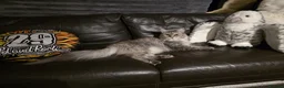 Maine Coon cats for sale: Cleo - Maine Coon - Looking for a loving home. - Advert 13