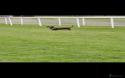 Dachshund dogs for sale: New home needed for hansom boy - Image 2