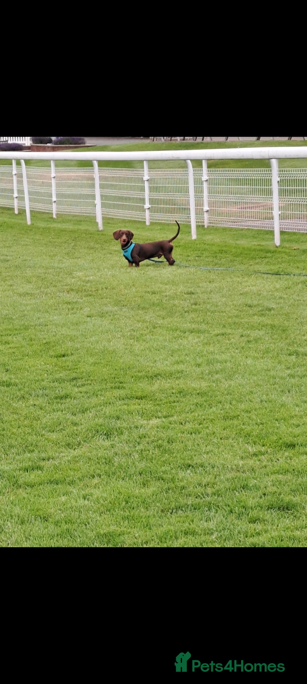 Dachshund dogs for sale: New home needed for hansom boy - Image 2