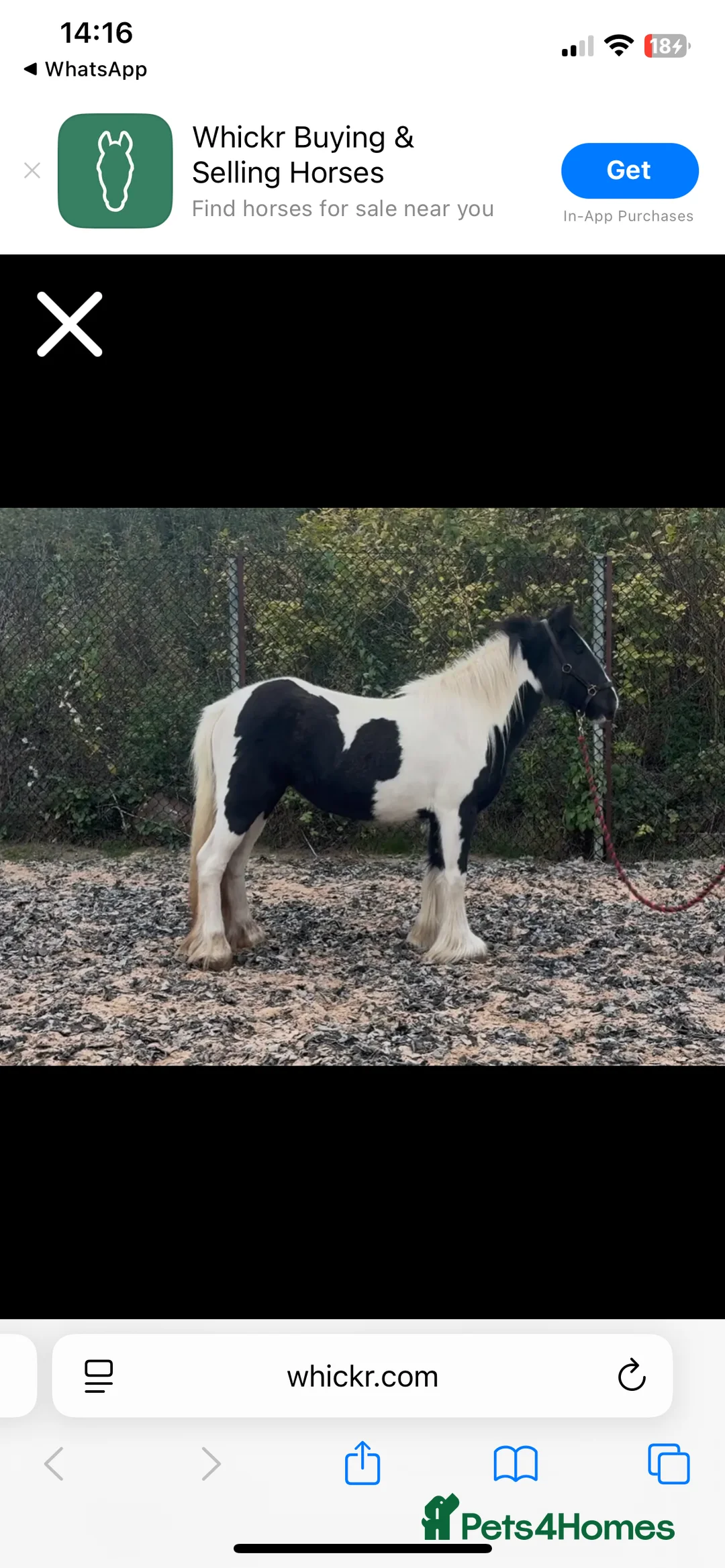 Irish Cob horses for sale: 12.1hh Piebald Mare, 2 Years Old - Advert 2