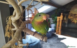 Parrots birds for sale: Two Hand tamed Baraband parrot DNA sexed  - Image 2