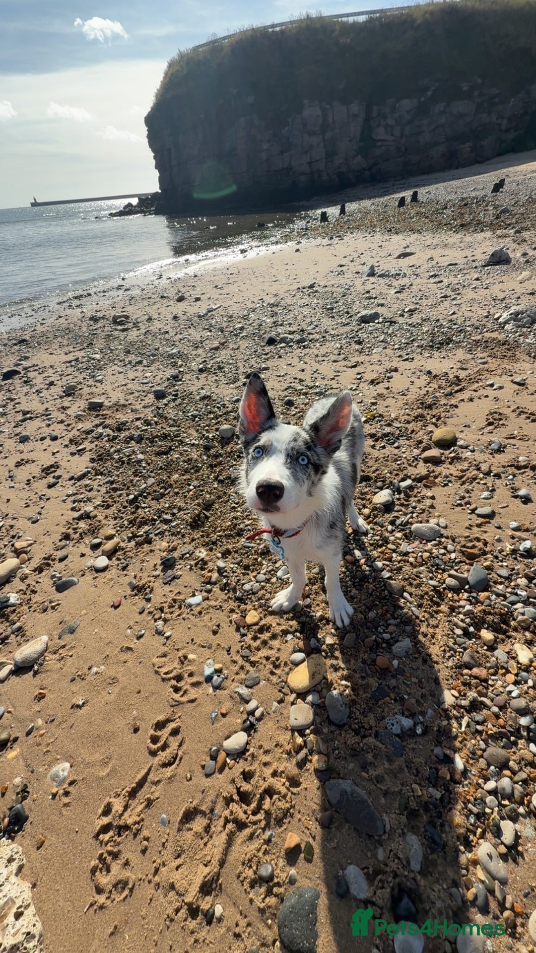 Mixed Breed dogs for sale: Blue  - Image 10