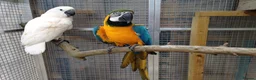 Cockatoo birds for sale: Macaw and Mollucan Cockatoo - Advert 13