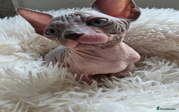 Sphynx cats for sale: Adorable Sphynx kittens💝🐈‍⬛🐈 - Image 17