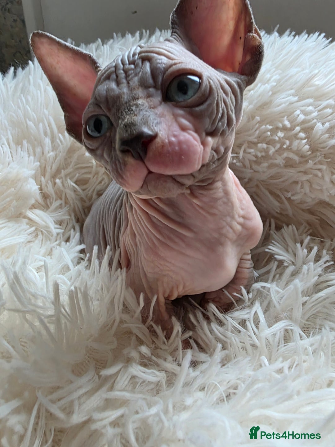 Sphynx cats for sale: Adorable Sphynx kittens💝🐈‍⬛🐈 - Image 17