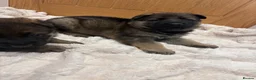 German Shepherd dogs for sale: Gorgeous German shepherd puppies!!! in Birmingham - Advert 3