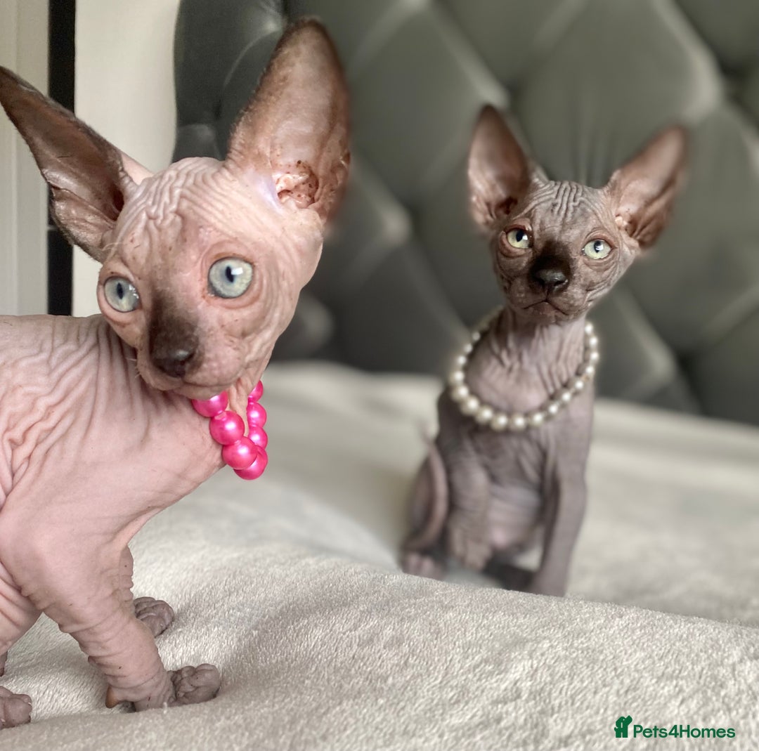 Sphynx cats for sale: Canadian sphinx kittens blue eyes girls  - Image 8