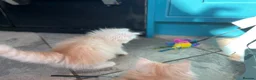 Persian cats for sale: Persian kittens in Rugby - Advert 16