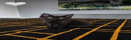 Maine Coon cats for sale: ❤️ Little Gentle Giants 🐾 - Advert 12