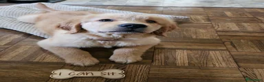 Golden Retriever 2