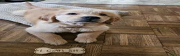 Golden Retriever dogs for sale: 2 adorable Golden Retrievers - Advert 2