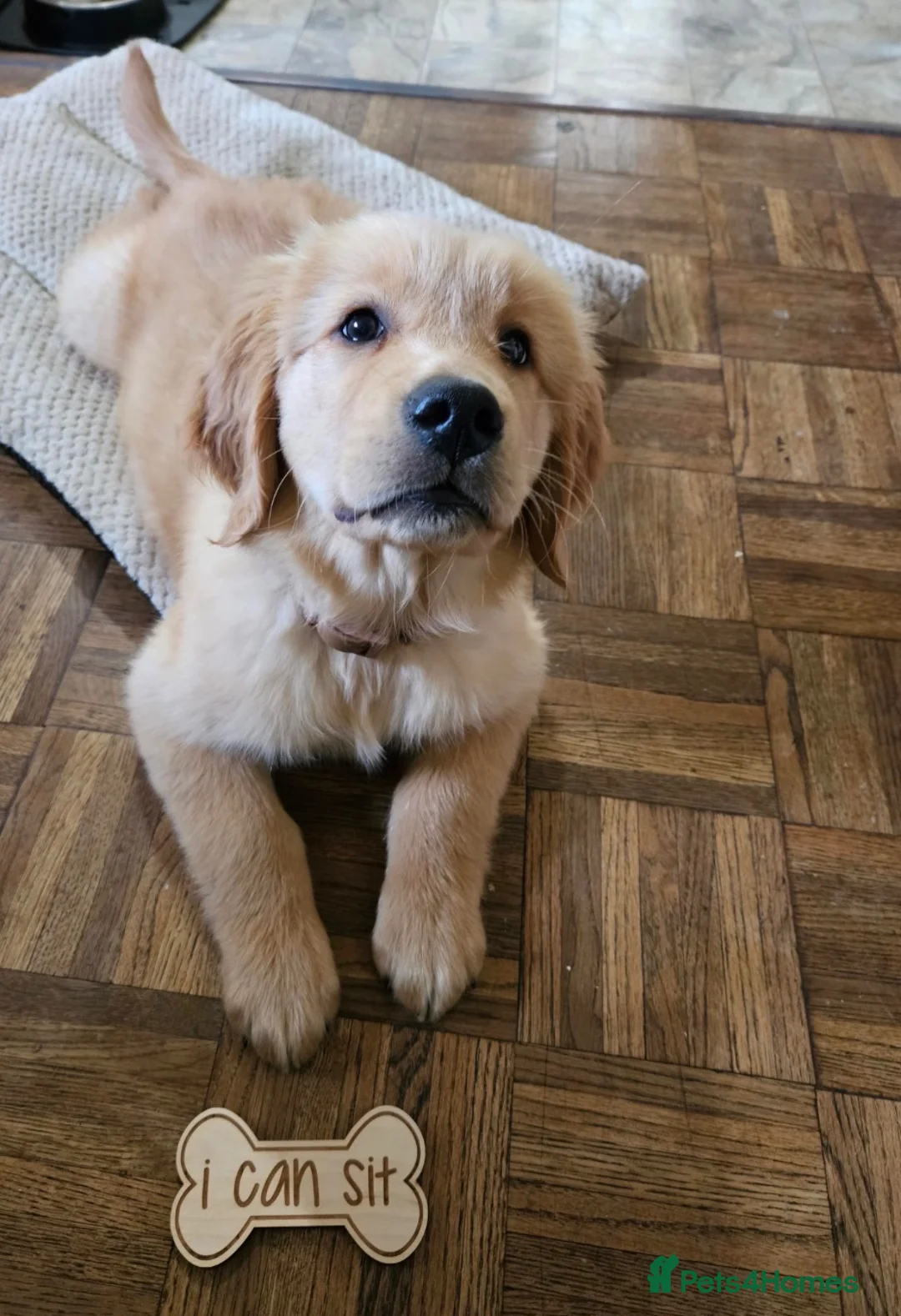 Golden Retriever dogs for sale: 2 adorable Golden Retrievers - Advert 2
