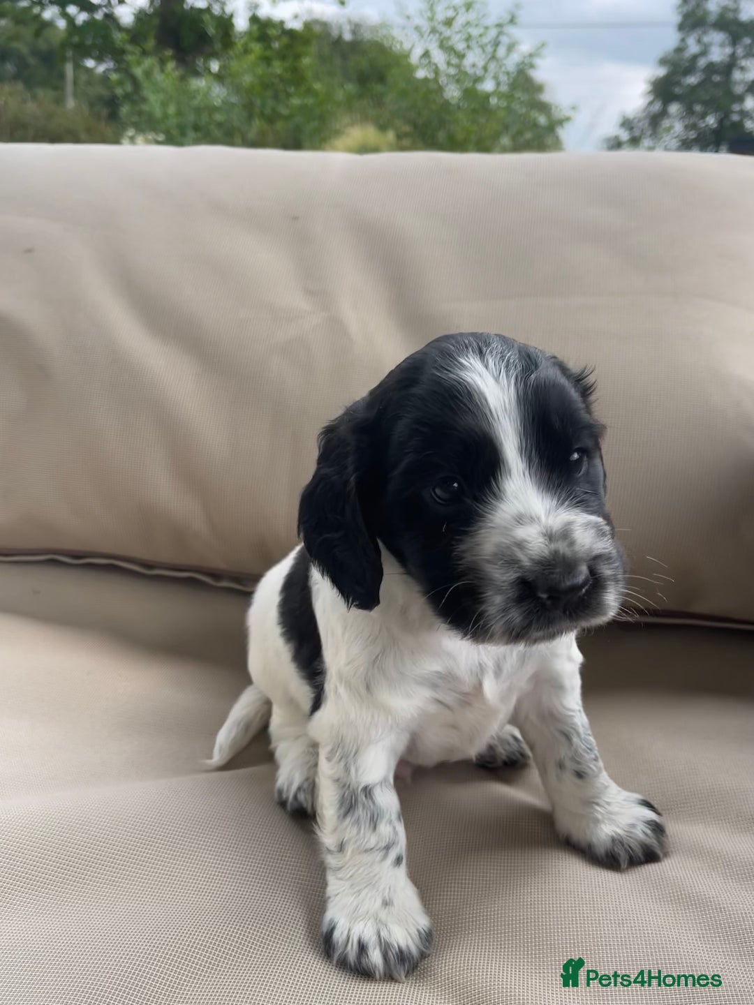 Sprocker dogs for sale: Sprocker Spaniel Puppies - Image 13