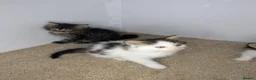 Maine Coon cats for sale:  Beautiful Maine coon kittens  - Advert 3