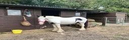 Irish Cob horses for sale: Ride & drive heavy cob  - Advert 3