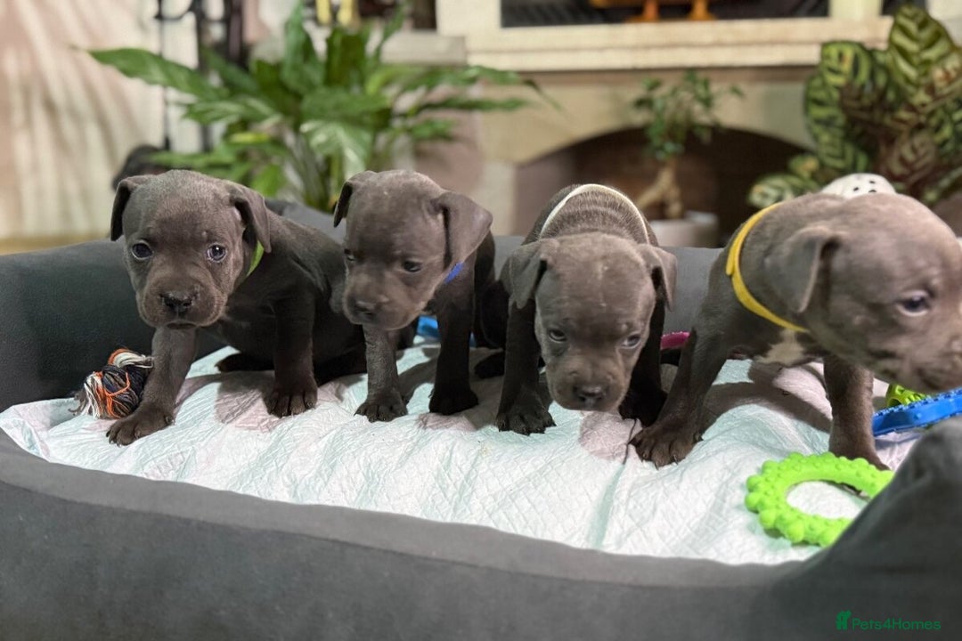 Staffordshire Bull Terrier dogs for sale: 🥰Beautiful Staffordshire puppies😍 - Advert 7