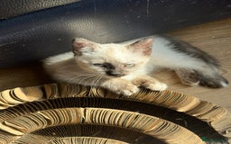 Ragdoll cats for sale: ADORABLE RAGDOLL POLYDACTYL KITTENS - READY NOW - Image 29
