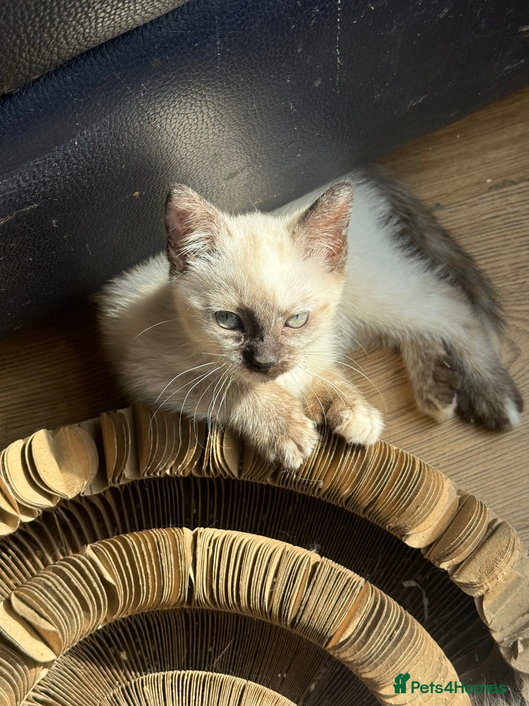 Ragdoll cats for sale: ADORABLE RAGDOLL POLYDACTYL KITTENS - READY NOW - Image 29