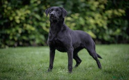 Labrador Retriever dogs for sale: STUNNING HEALTH TESTED WORKING LINE LABS FOR SALE - Image 5