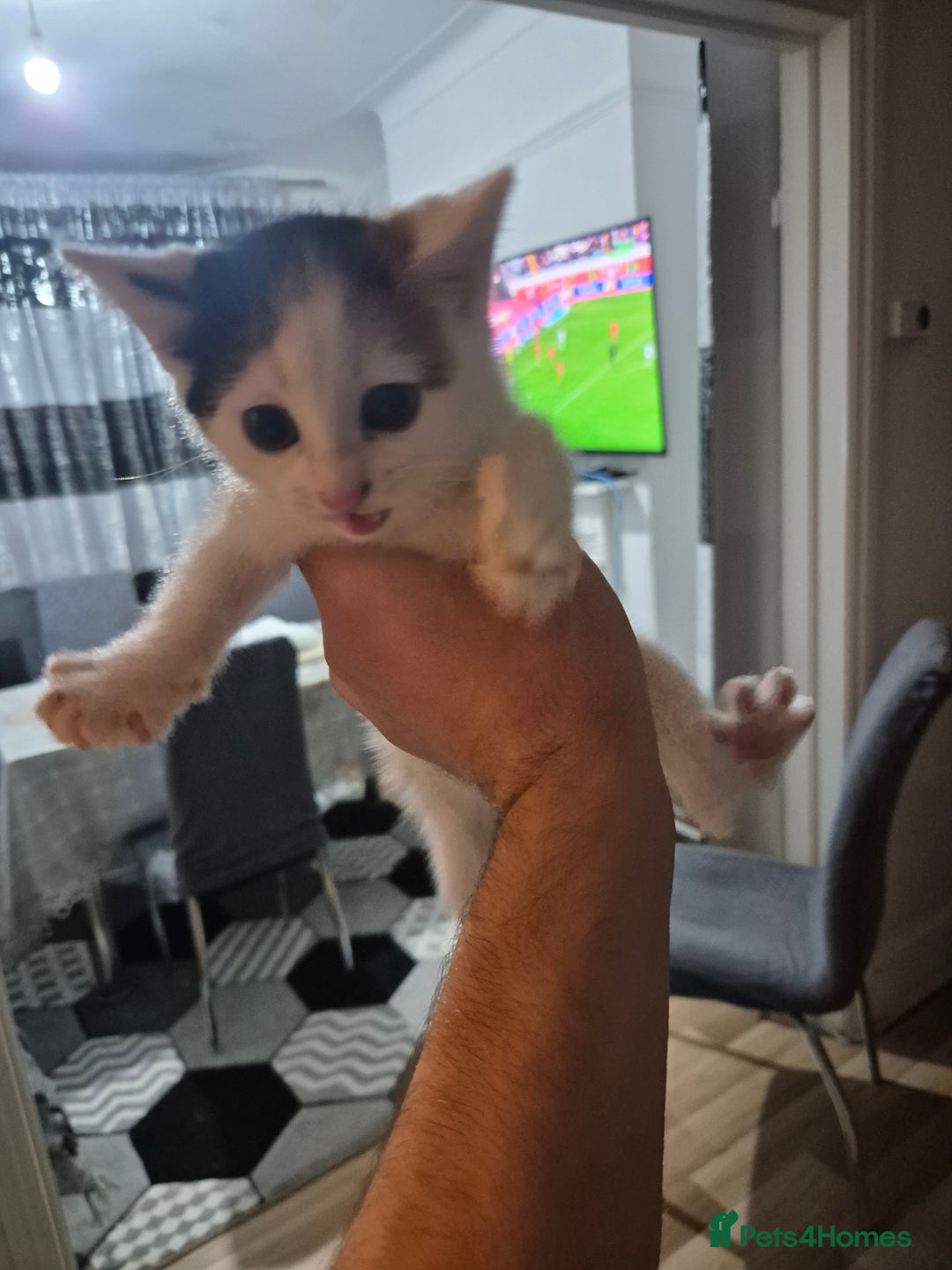 British Shorthair cats for sale: Kitten for sale ( its actually free...) - Advert 7