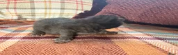Mixed Breed cats for sale: Beautiful British Shorthaired Cross Kittens - Advert 4