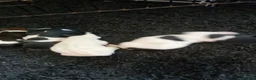 Jack Russell dogs for sale: Jack Russell puppies  - Advert 11