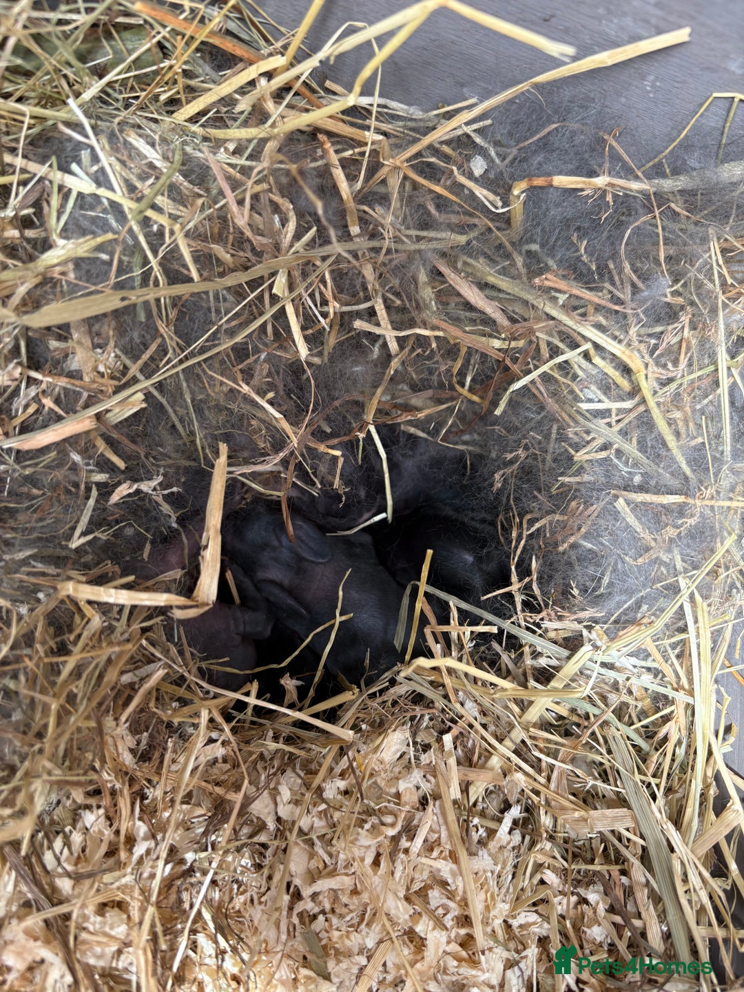 Vienna rabbits for sale: baby bunnies ready early sep - Image 1