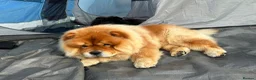 Chow Chow dogs for stud: Chow chow stud  - Advert 4