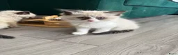Ragdoll cats for sale: Ragdoll - Advert 4