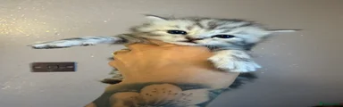 Maine Coon 2