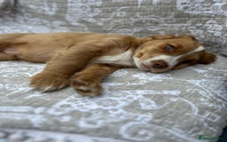 Cocker Spaniel dogs for sale: Stunning KC registered Working Cocker Spaniels  - Image 27