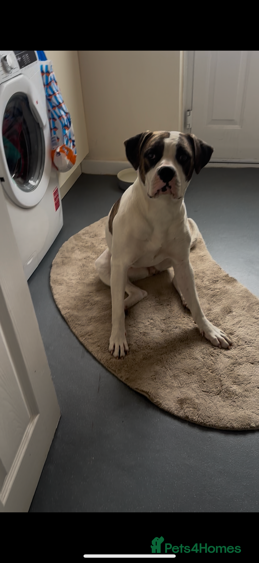 American Bulldog dogs for sale: Female American bulldog  - Image 3