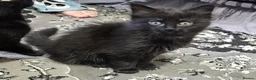 Mixed Breed cats for sale: A beautiful litter of 4 kittens - Advert 8