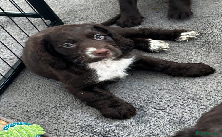Cocker Spaniel dogs - Advert 3