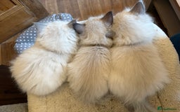 Ragdoll cats for sale: 3 Stunning Ragdoll boys - Image 10
