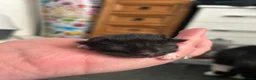 Domestic Shorthair cats for sale: 2 Female Kittens in Tamworth - Advert 3