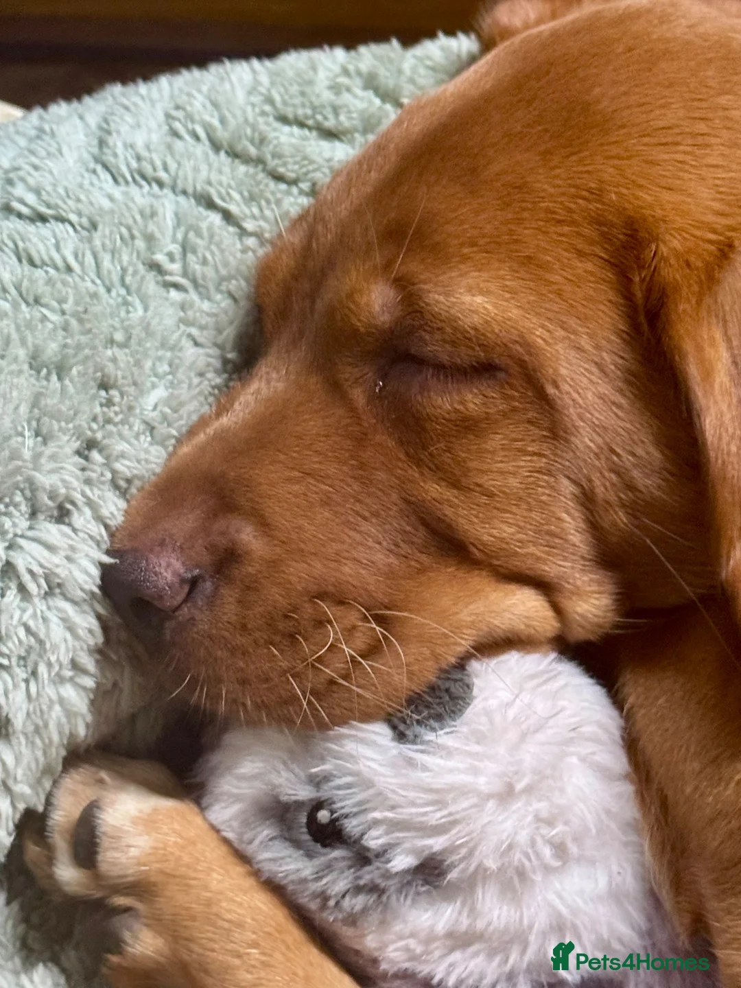Labrador Retriever dogs for sale: Stunning female lab pup  in Liverpool - Advert 1