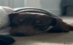 Dachshund dogs for sale: Miniature Dachshunds for re-homing - Image 8