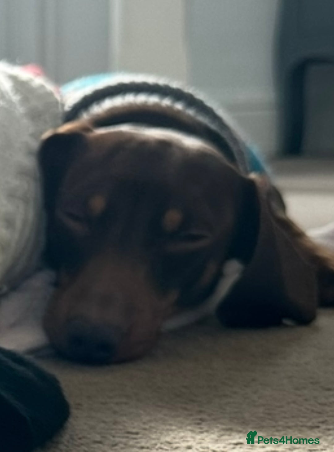 Dachshund dogs for sale: Miniature Dachshunds for re-homing - Image 8