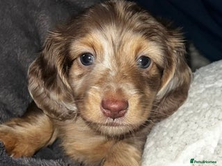 Miniature Dachshund dogs Kc reg choclate & tan dapple mini male dachshund - Advert 1